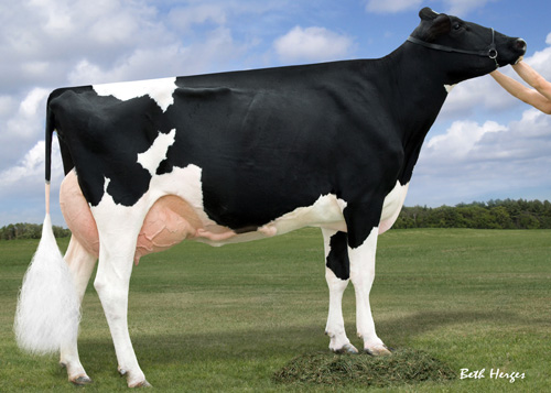 MS ATLEES GOLDWYN ARIEL