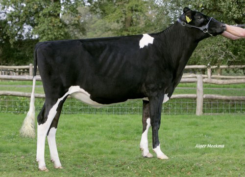BOUW MAC LOUISE