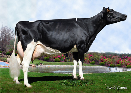 BAIXO GOLDWYN PAULA