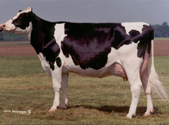 DIXIE LEE ASPEN