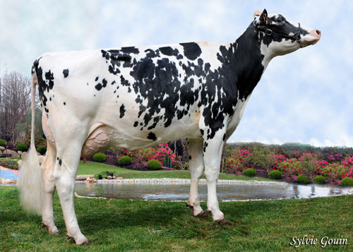 BAIXO SHOTTLE DAISY