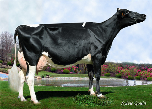 BAIXO IVORI GOLDWYN